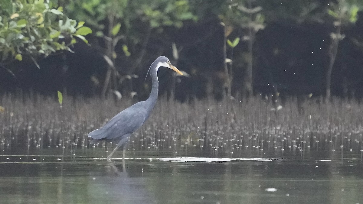 Western Reef-Heron - ML641963545