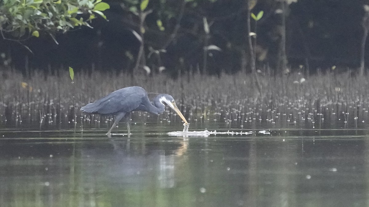 Western Reef-Heron - ML641963549