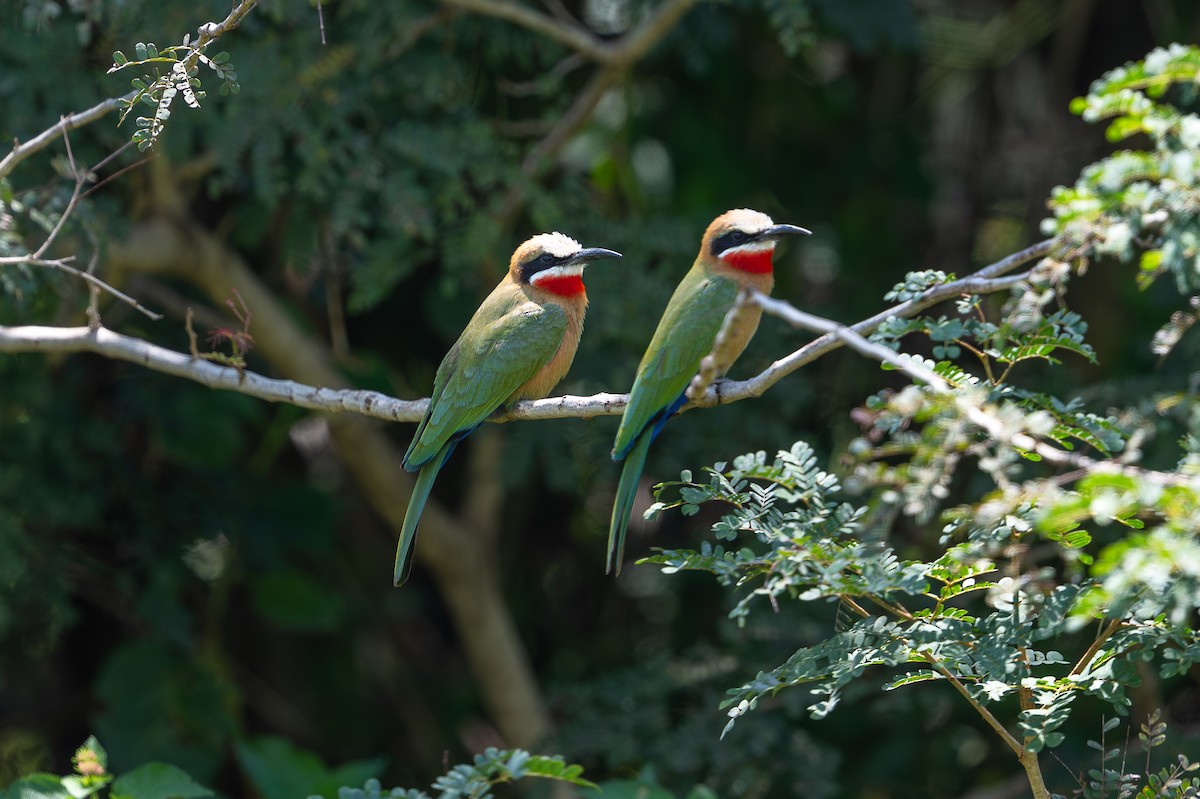 White-fronted Bee-eater - ML641963557