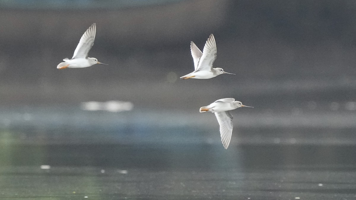 Terek Sandpiper - ML641963559