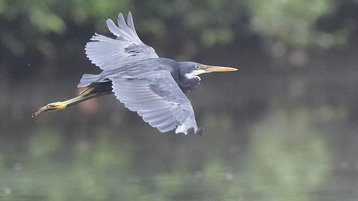 Western Reef-Heron - ML641963560