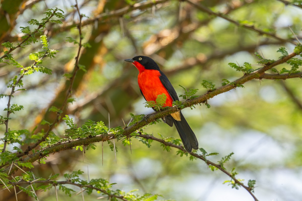 Black-headed Gonolek - ML641963562