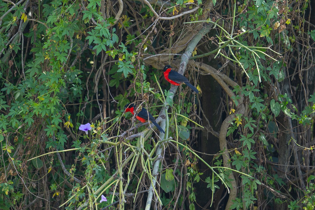Black-headed Gonolek - ML641963563