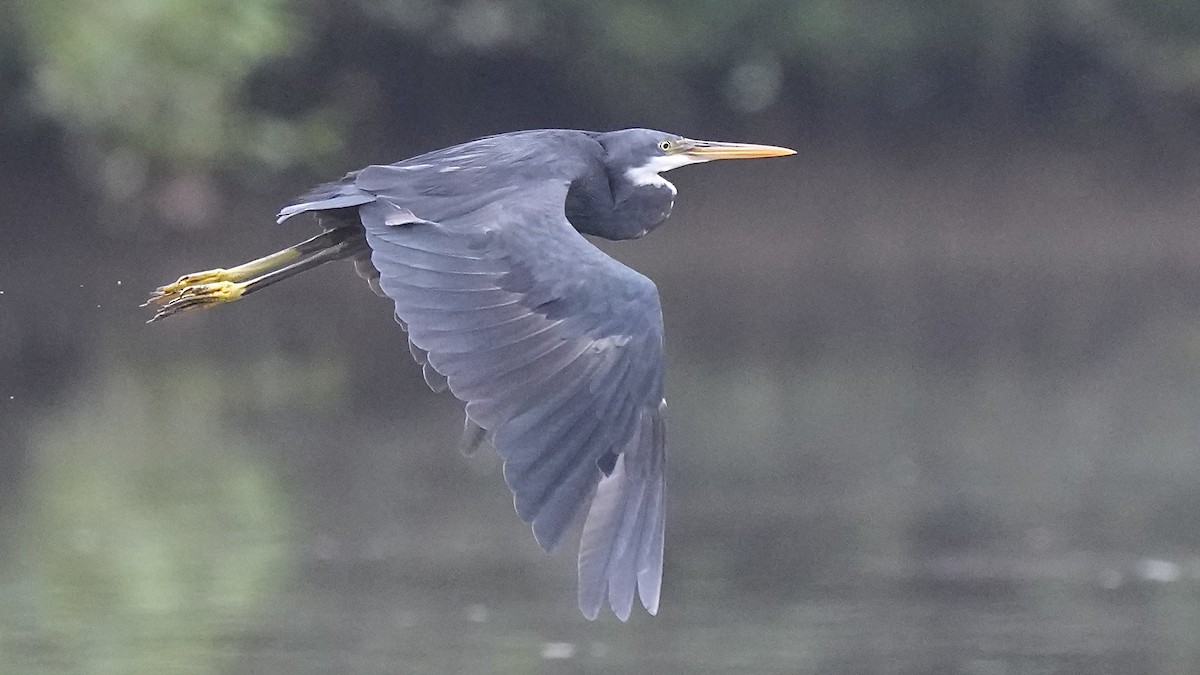 Western Reef-Heron - ML641963564