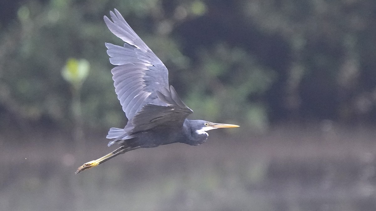 Western Reef-Heron - ML641963567