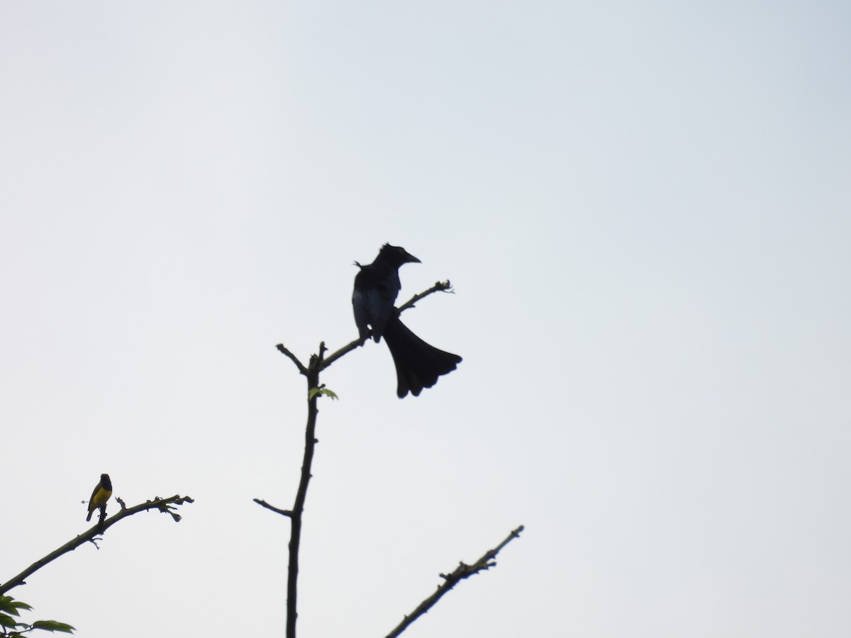 Spangled Drongo (Halmahera) - ML641963568