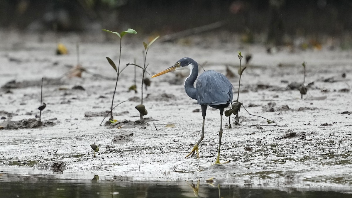 Western Reef-Heron - ML641963569