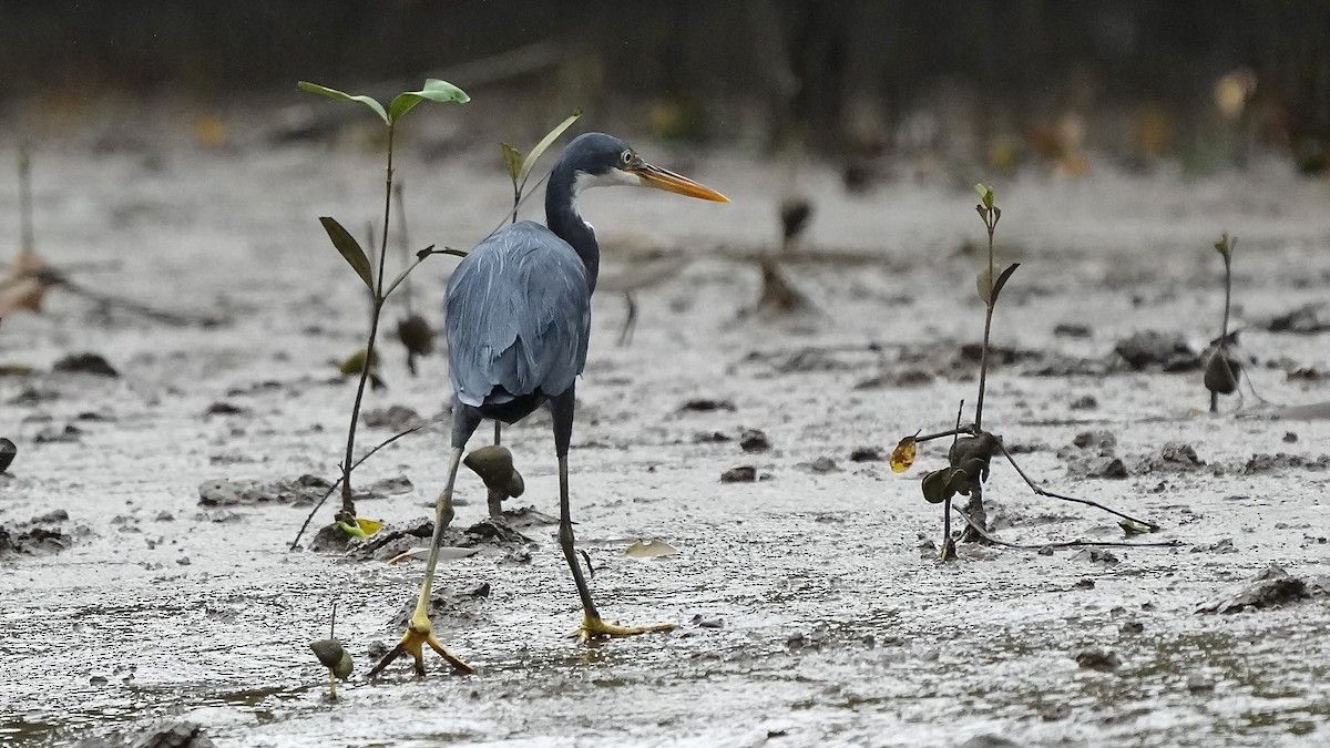 Western Reef-Heron - ML641963572