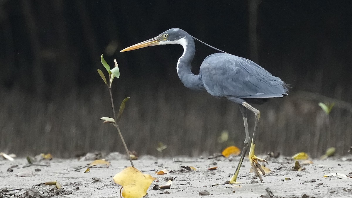 Western Reef-Heron - ML641963574