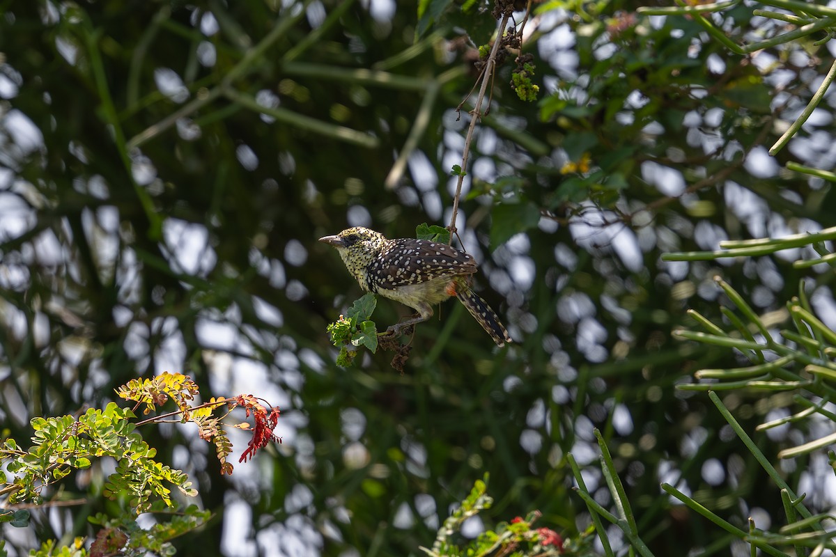 D'Arnaud's Barbet (Usambiro) - ML641963575