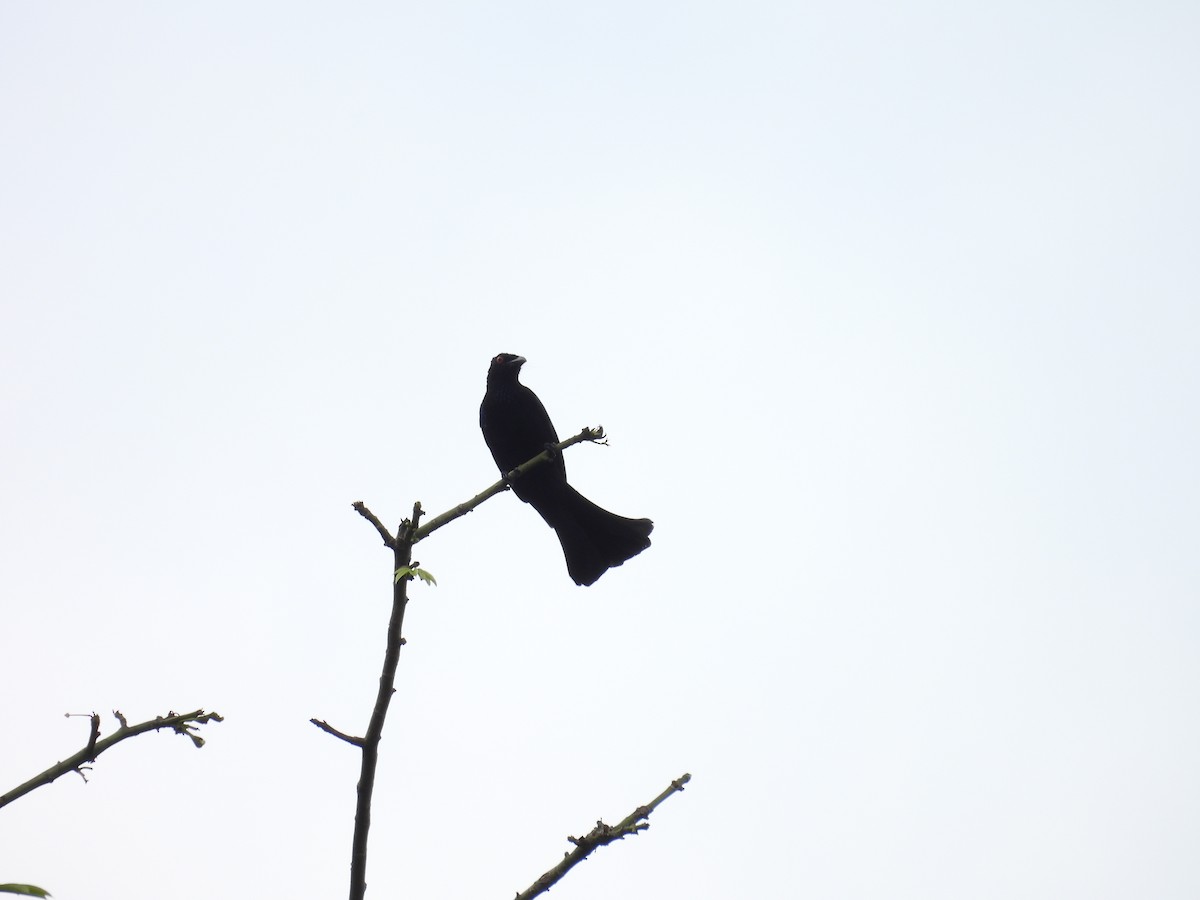 Spangled Drongo (Halmahera) - ML641963587