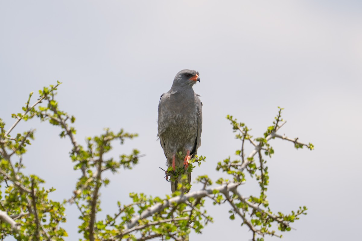 Dark Chanting-Goshawk - ML641963590