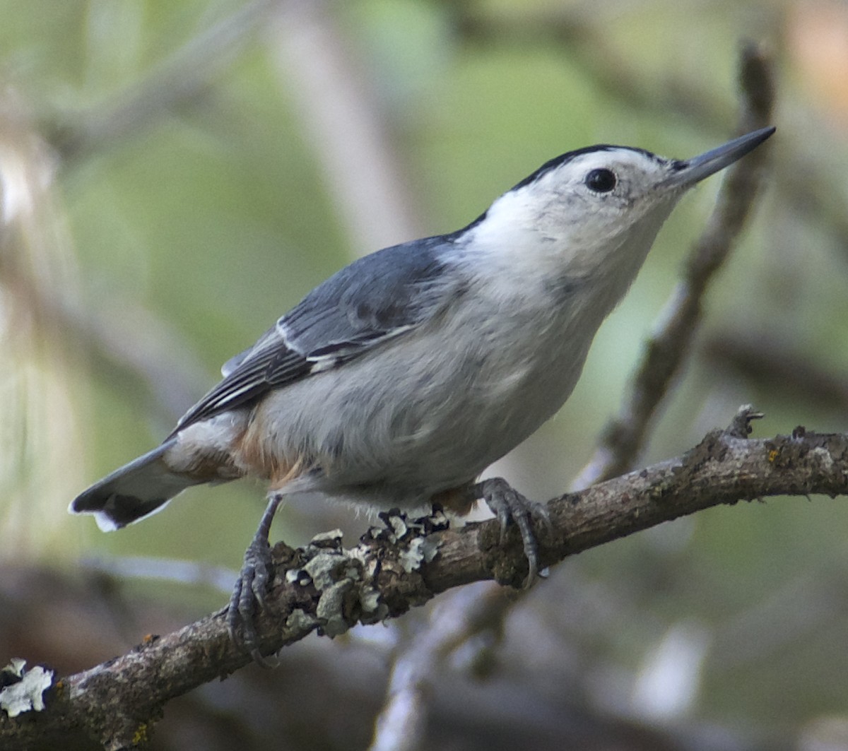 White-breasted Nuthatch - ML641963592