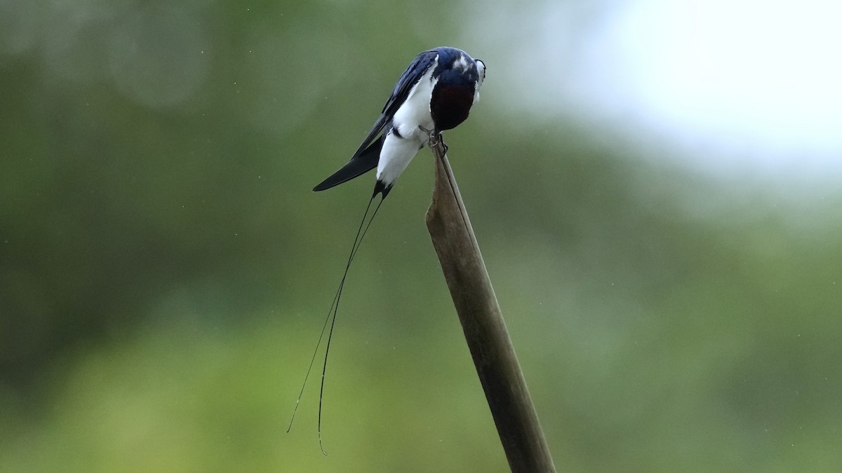 Wire-tailed Swallow - ML641963595