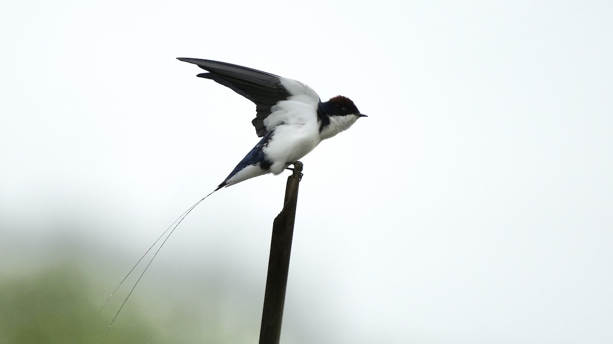 Wire-tailed Swallow - ML641963596