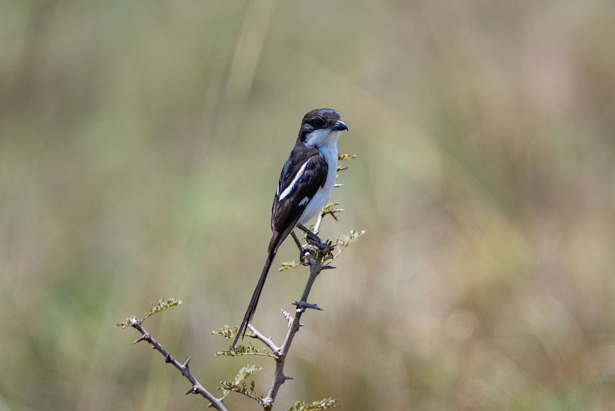Northern Fiscal - ML641963597