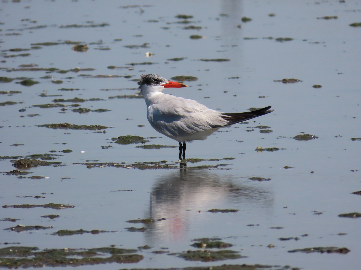 Caspian Tern - ML641963599