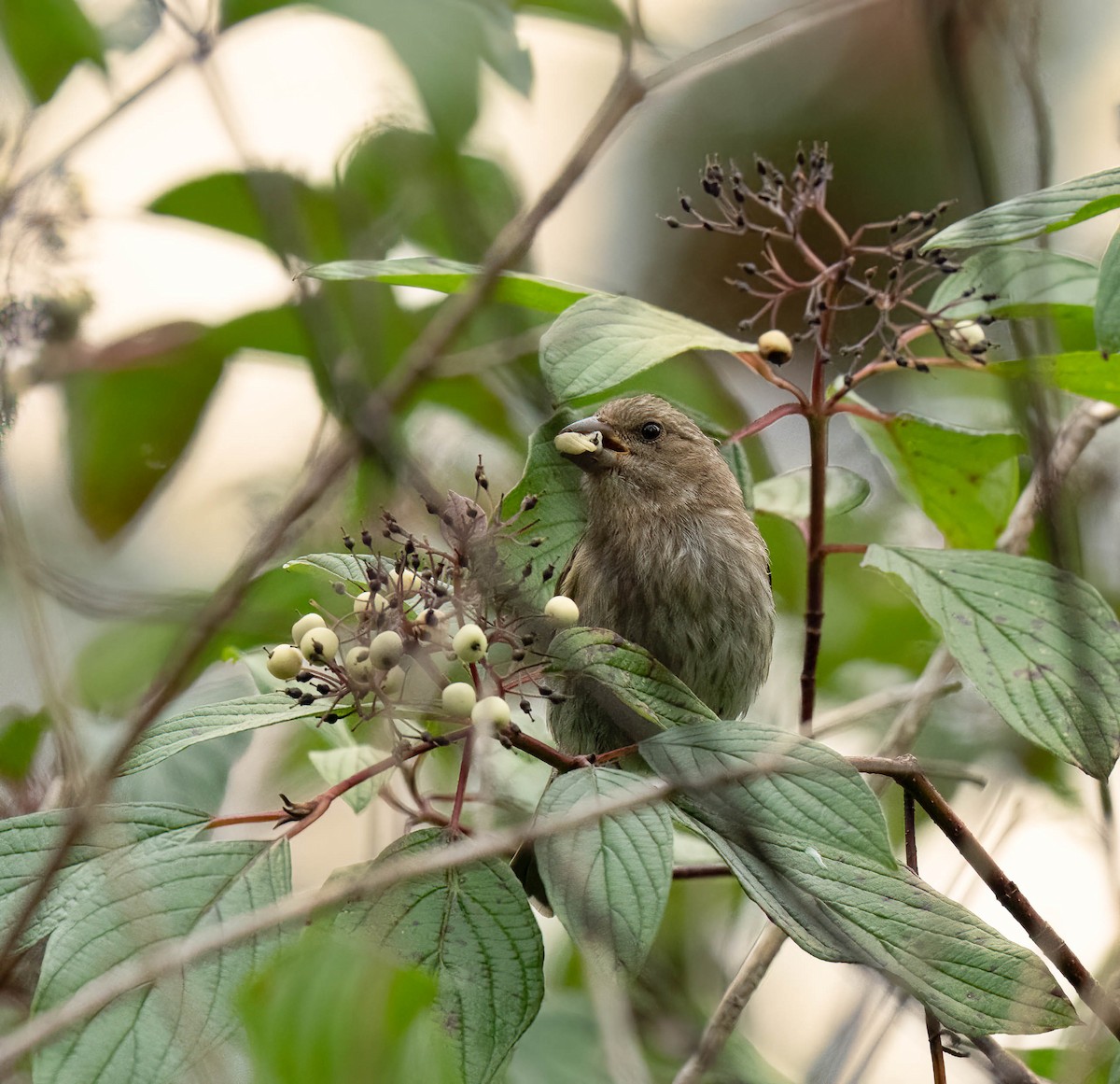 House Finch - ML641963602