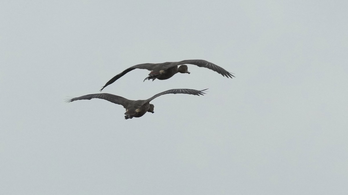 Lesser Whistling-Duck - ML641963603
