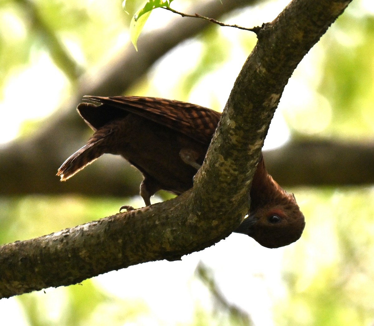 Rufous Woodpecker - ML641963605