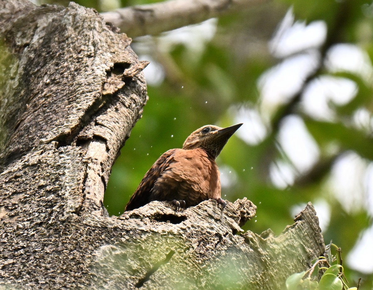 Rufous Woodpecker - ML641963606