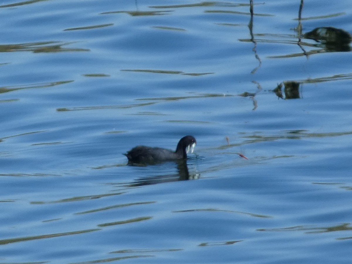 Red-knobbed Coot - ML641963608