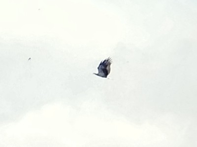 White-bellied Sea-Eagle - ML641963609