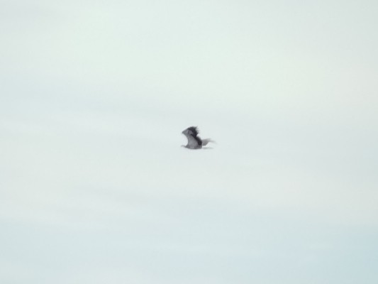 White-bellied Sea-Eagle - ML641963610