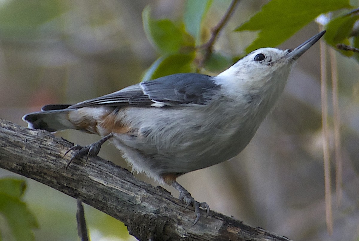 White-breasted Nuthatch - ML641963611