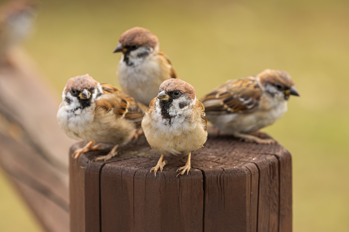 Eurasian Tree Sparrow - ML641963613