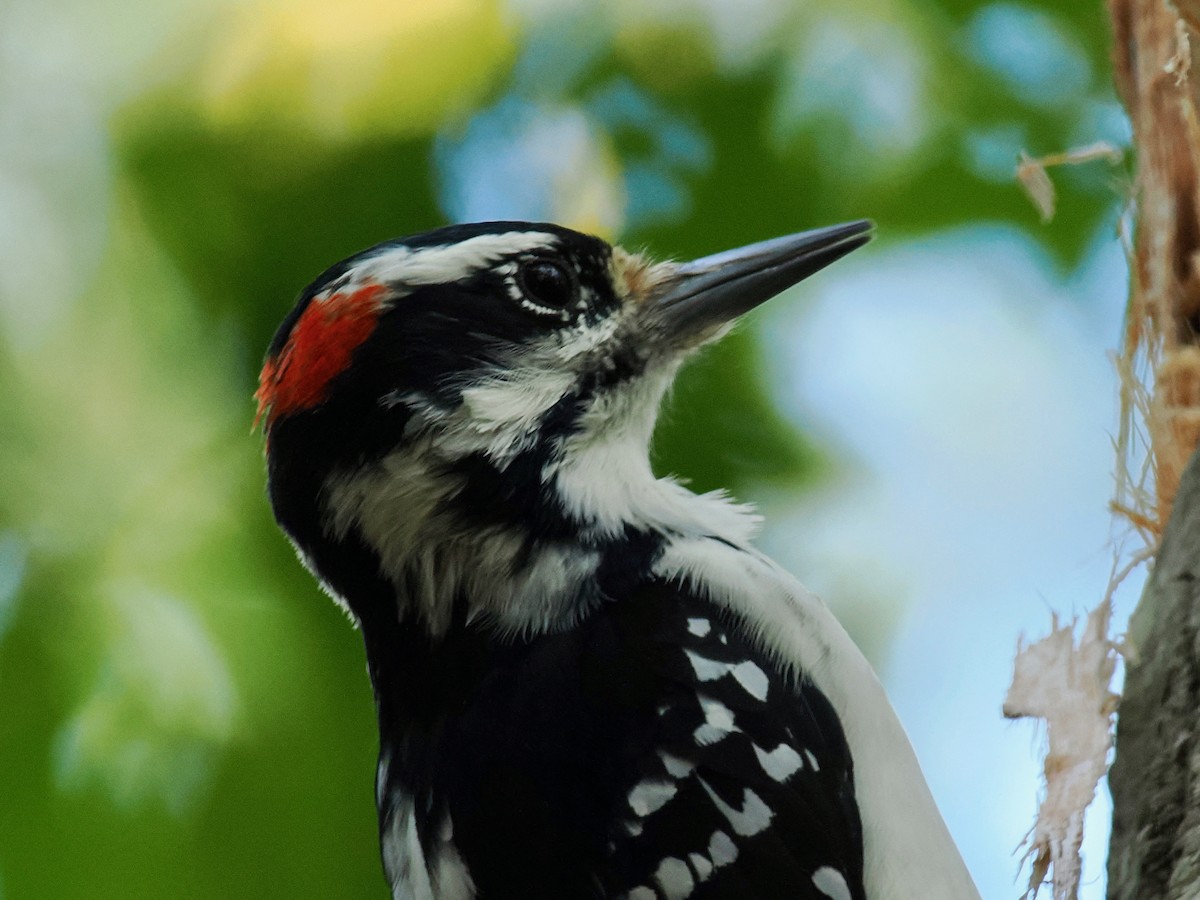 Hairy Woodpecker - ML641963620