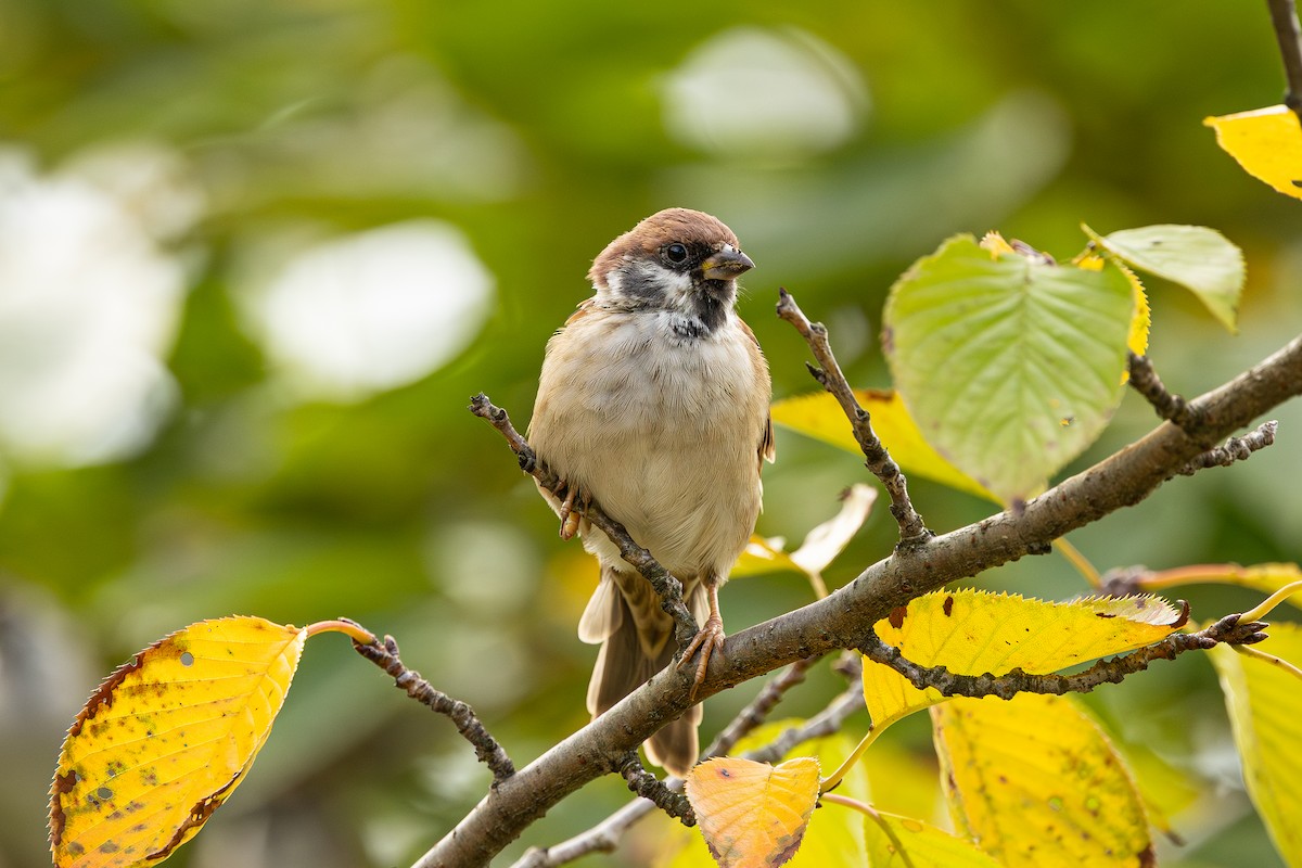 Eurasian Tree Sparrow - ML641963622