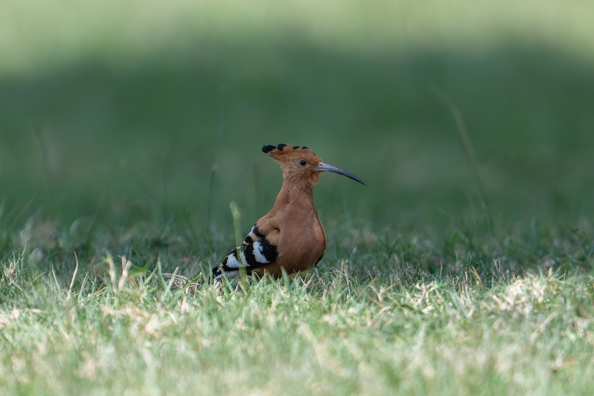 Eurasian Hoopoe (African) - ML641963627