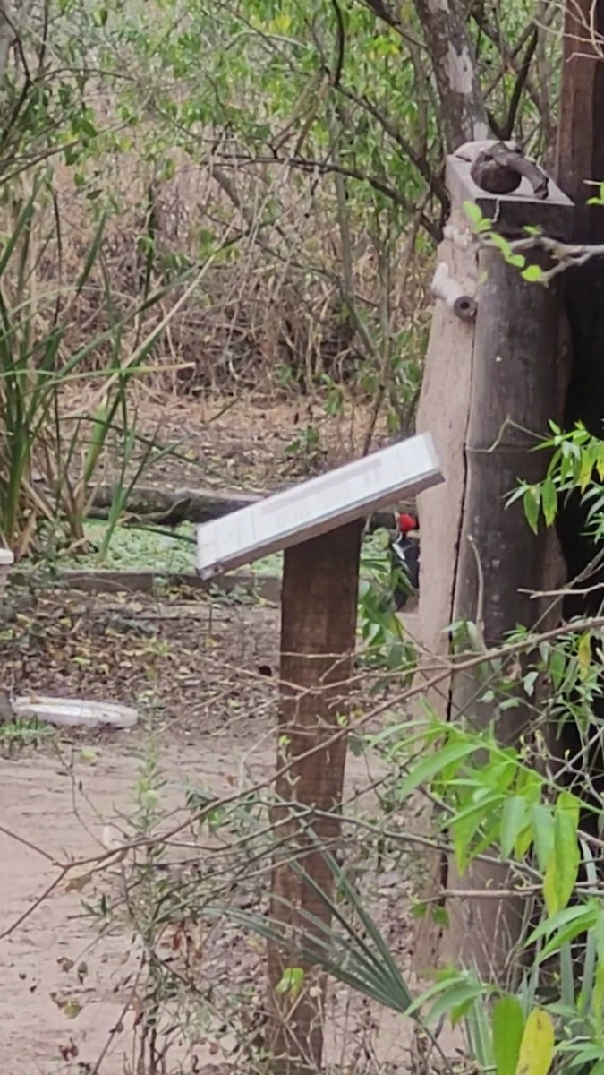 Black-bodied Woodpecker - ML641963628