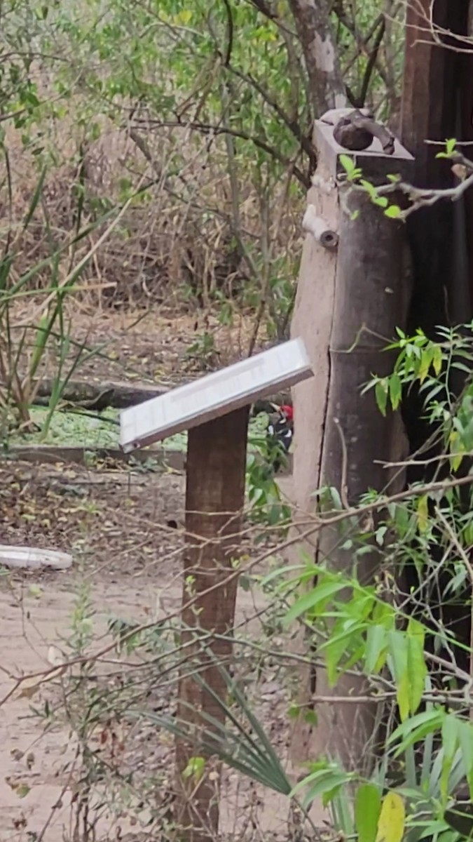 Black-bodied Woodpecker - ML641963629
