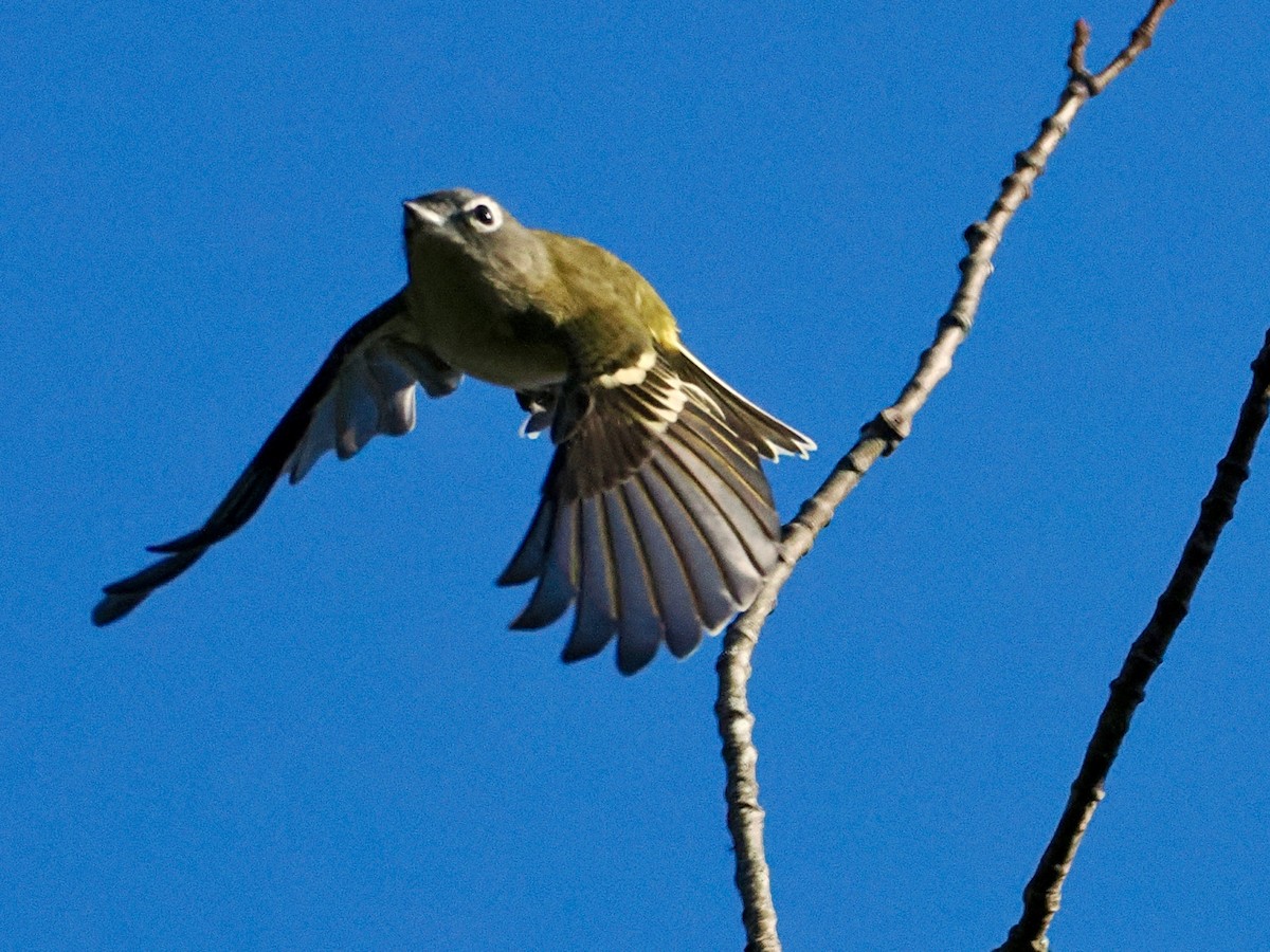 Blue-headed Vireo - ML641963630