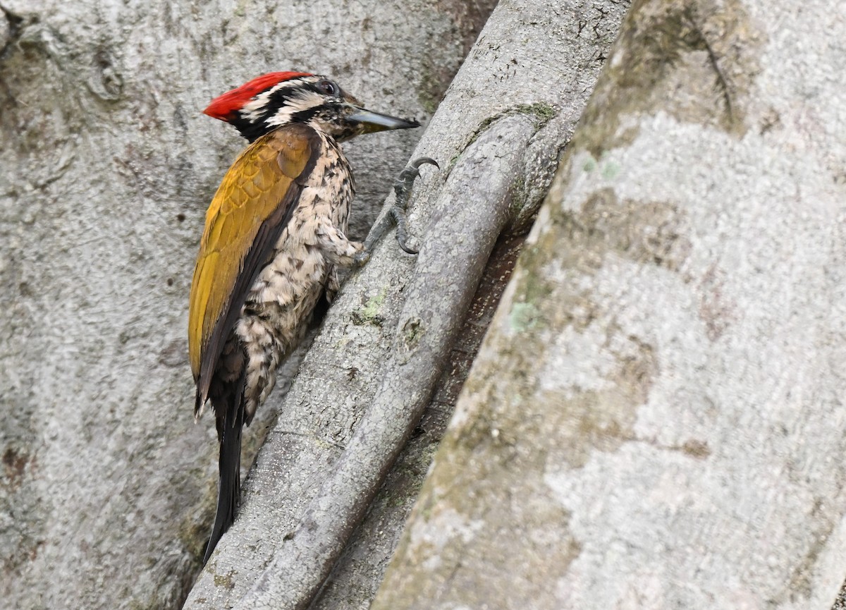 Common Flameback - ML641963632