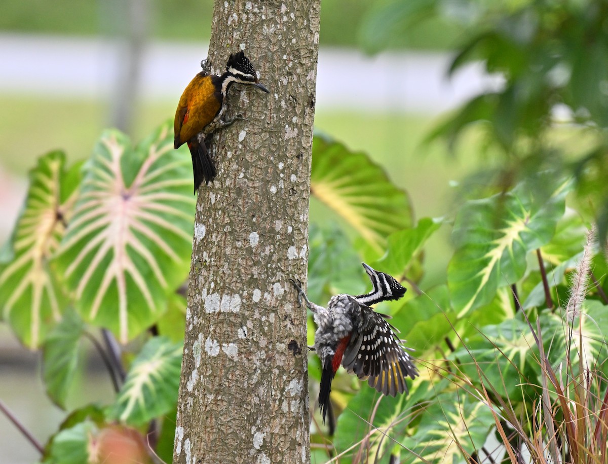 Common Flameback - ML641963633