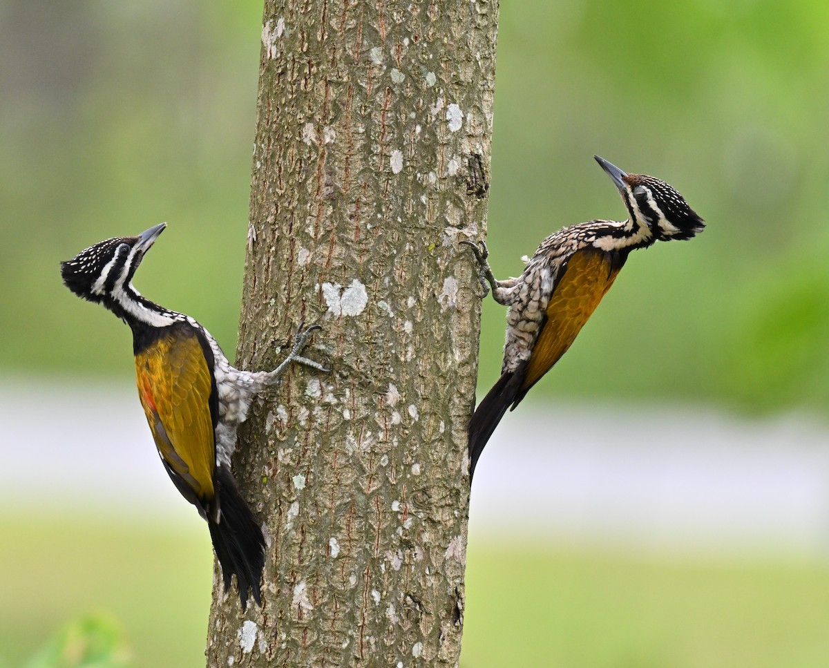 Common Flameback - ML641963634
