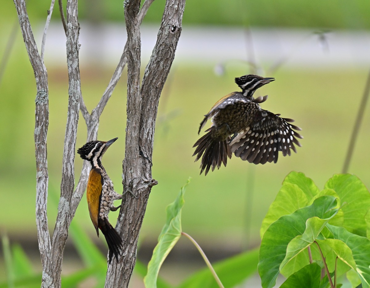 Common Flameback - ML641963635