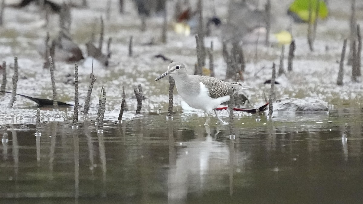 Common Sandpiper - ML641963639