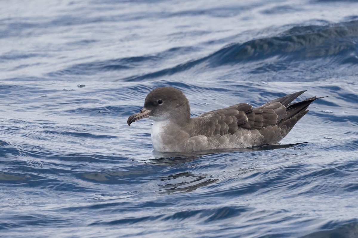 Pink-footed Shearwater - ML641963642