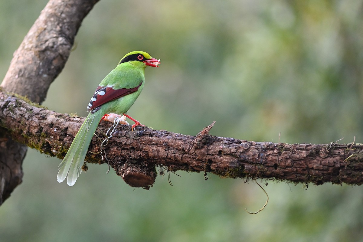 Common Green-Magpie - ML641963665