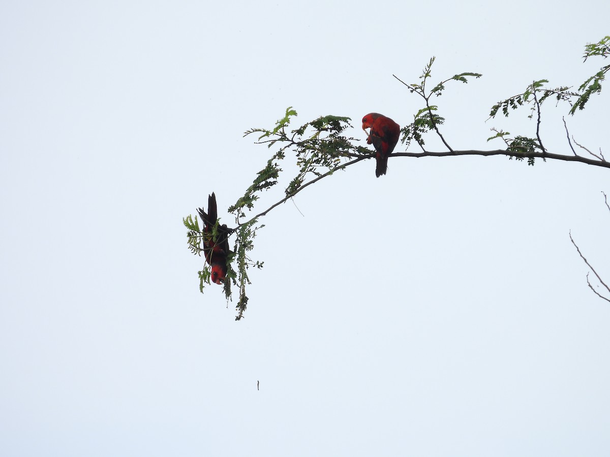Violet-necked Lory - ML641963667