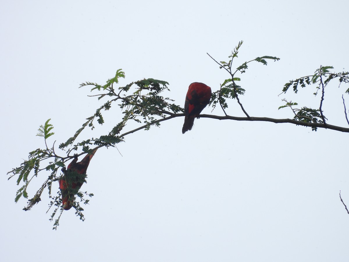 Violet-necked Lory - ML641963672