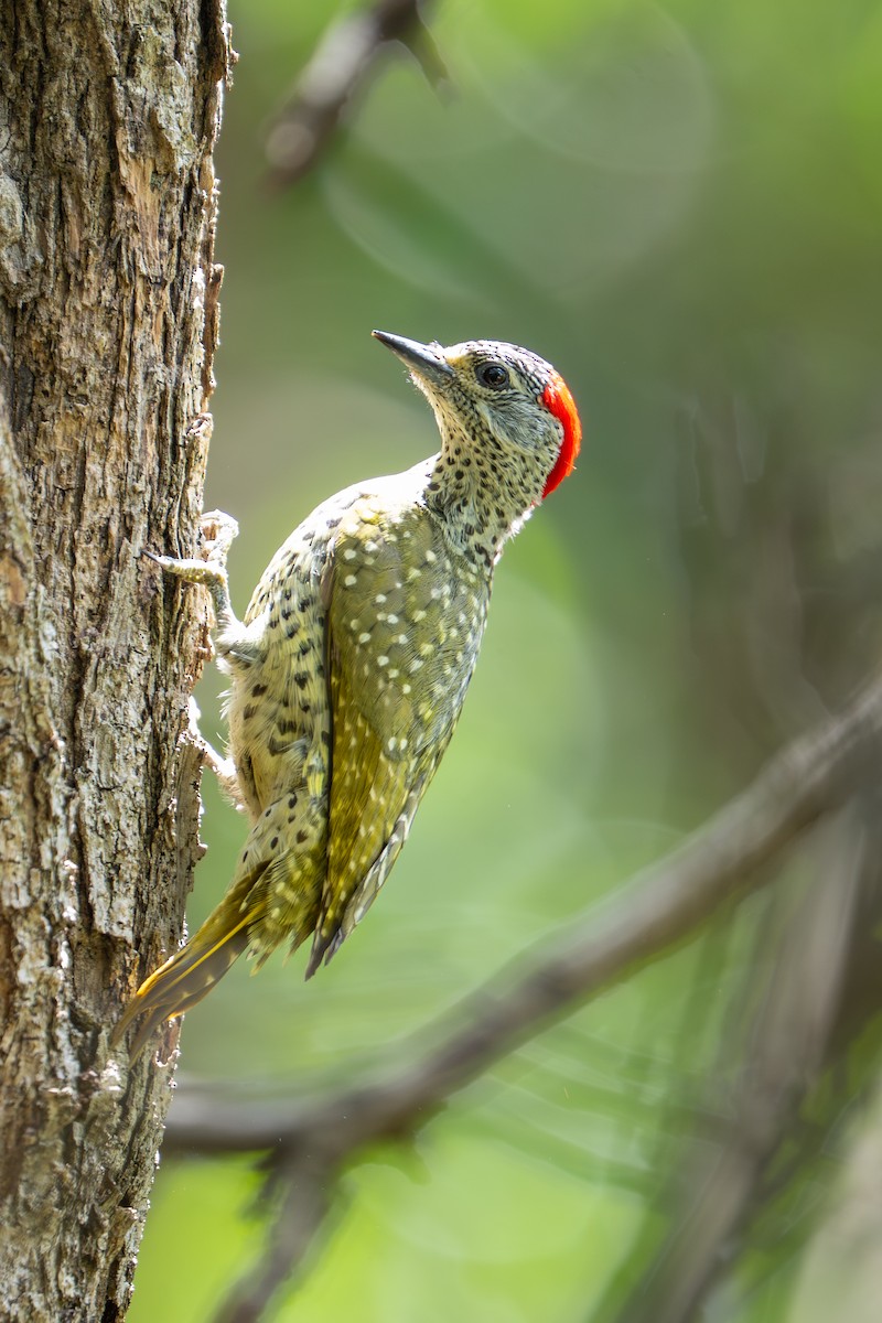 Green-backed Woodpecker - ML641963676