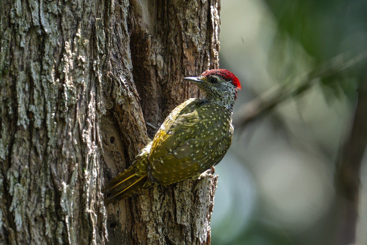 Green-backed Woodpecker - ML641963677