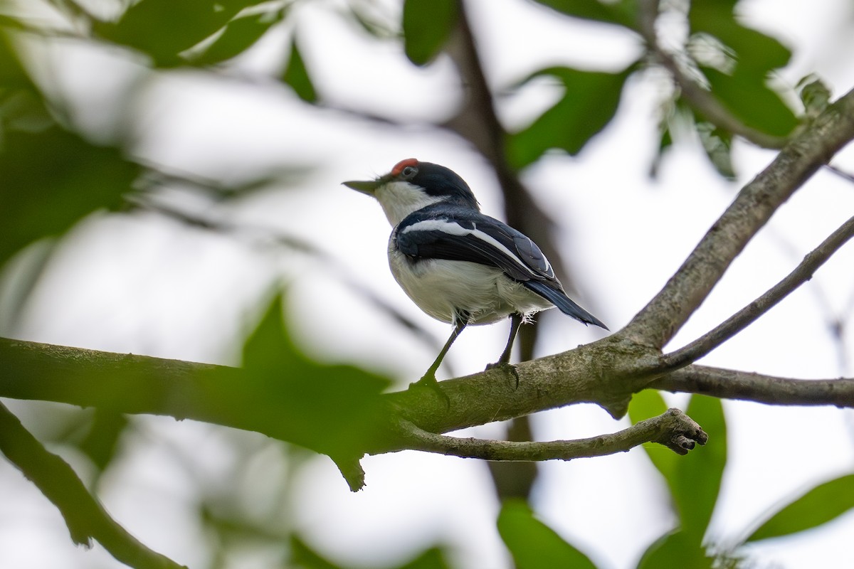 Brown-throated Wattle-eye - ML641963684