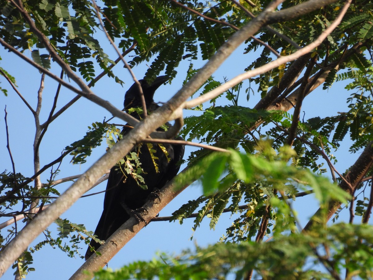 Long-billed Crow - ML641963686