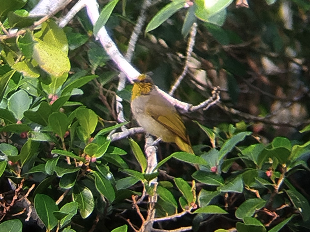 Stripe-throated Bulbul - ML641963692